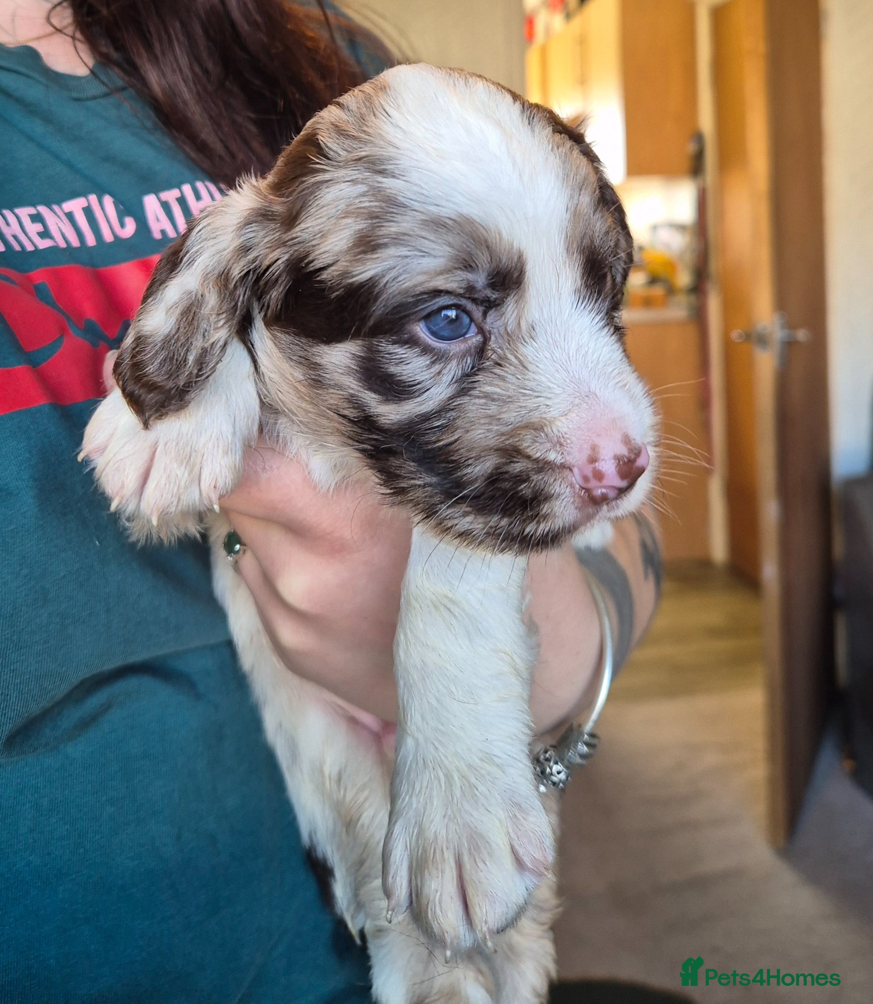 Cockerdor dogs Merle cockerdors  - Advert 1