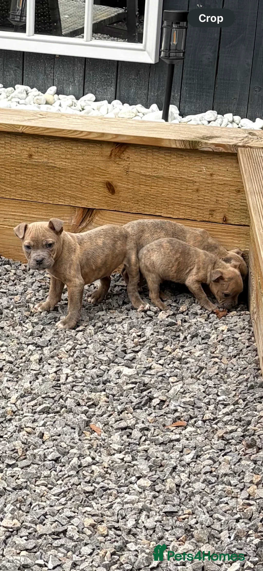 Mixed Breed dogs for sale: Olde English Bulldog pups  - Advert 5