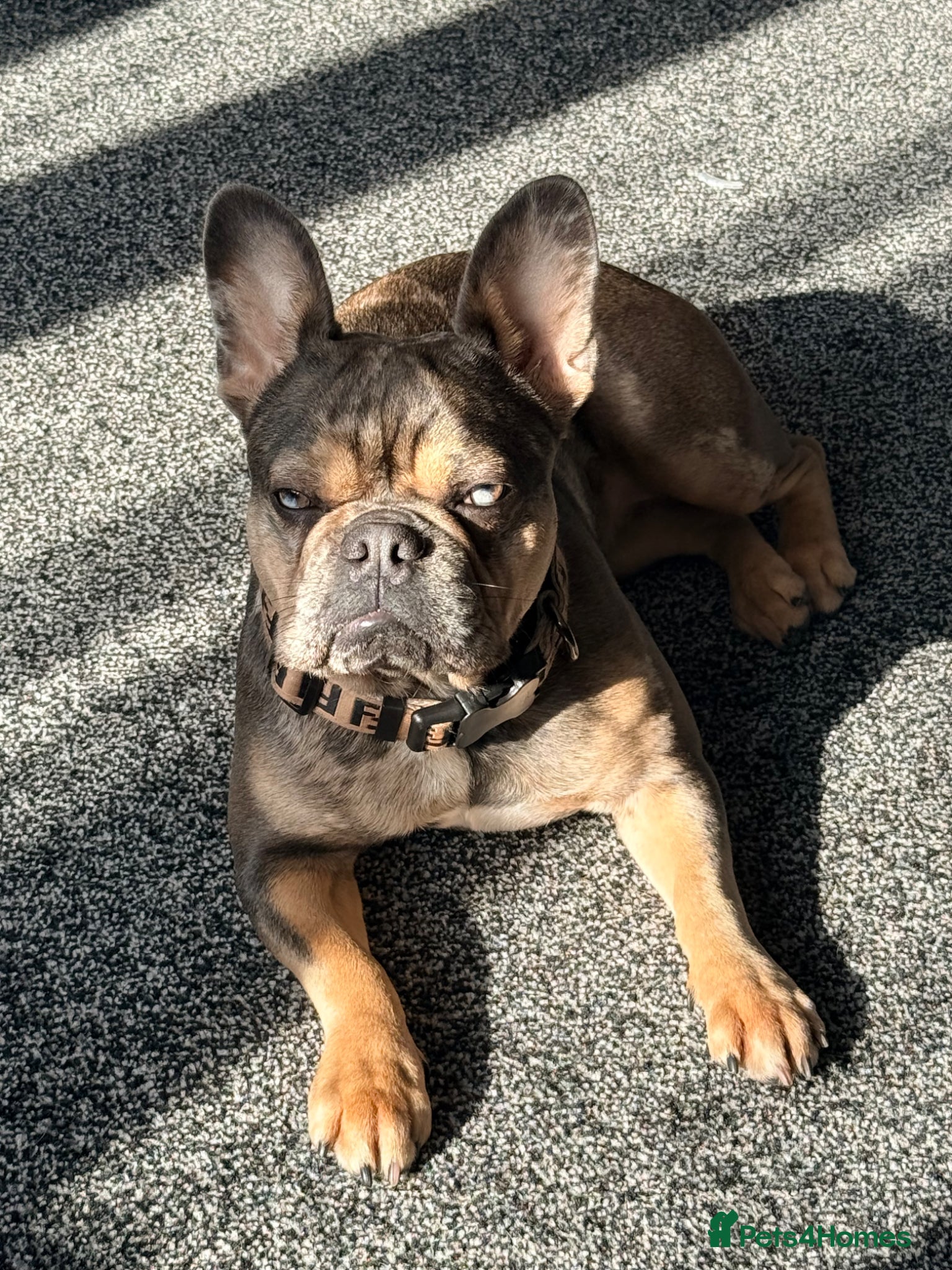 French Bulldog dogs AMAZING FRENCH BULDOG - Advert 5