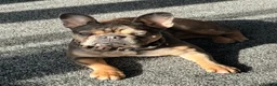 French Bulldog dogs for sale: AMAZING FRENCH BULDOG - Advert 1