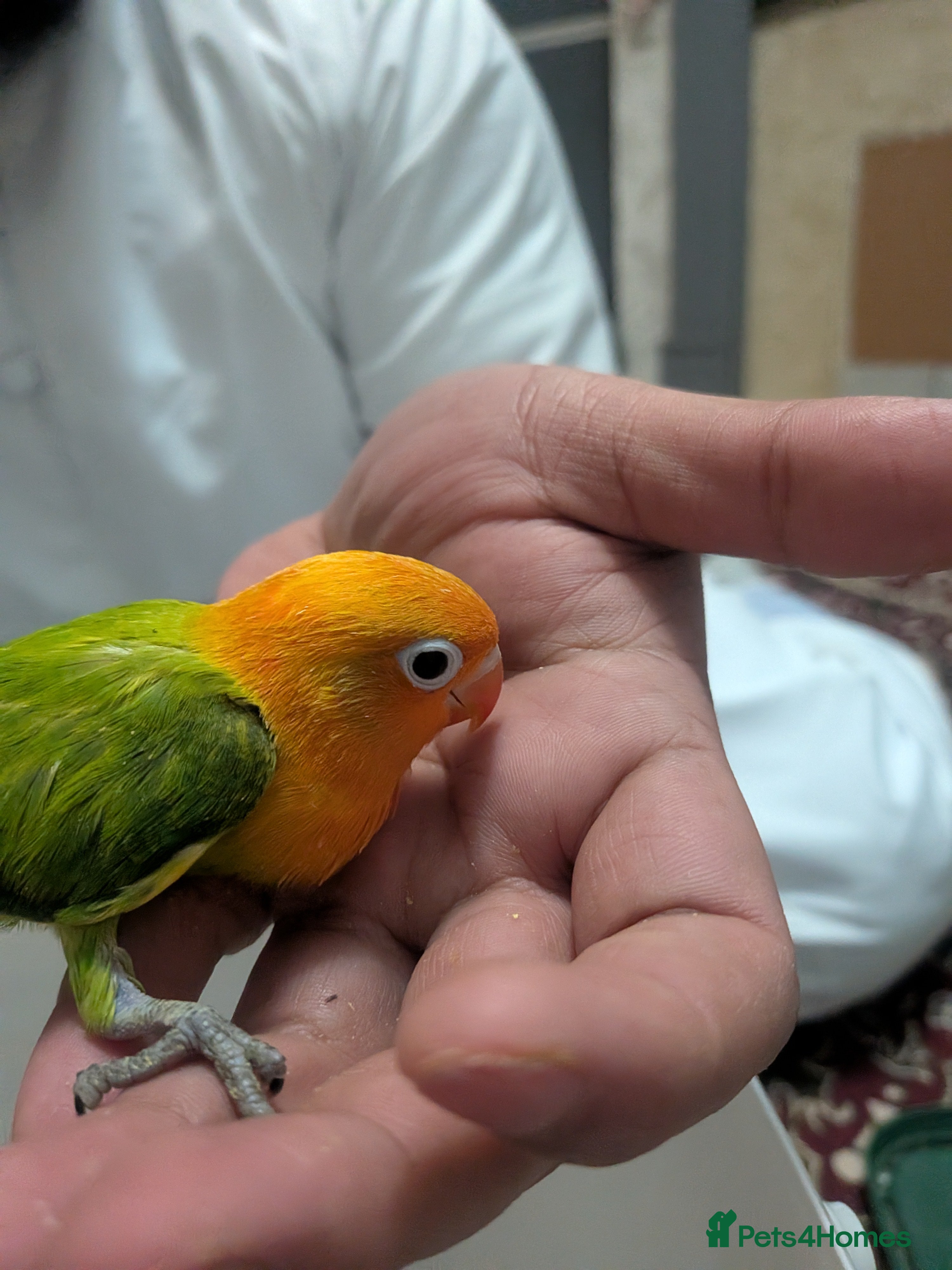 Lovebirds birds Hand Tamed Baby Love Birds🦜 - Advert 3