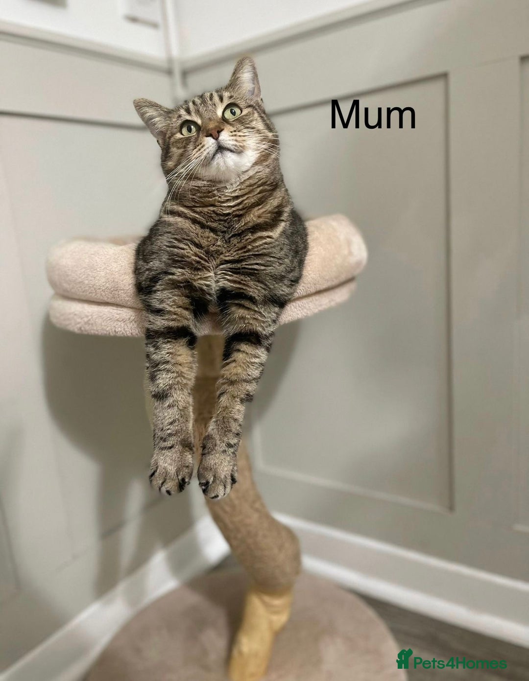 Mixed Breed cats for sale: Stunning kittens 8 weeks old ready now  - Advert 30