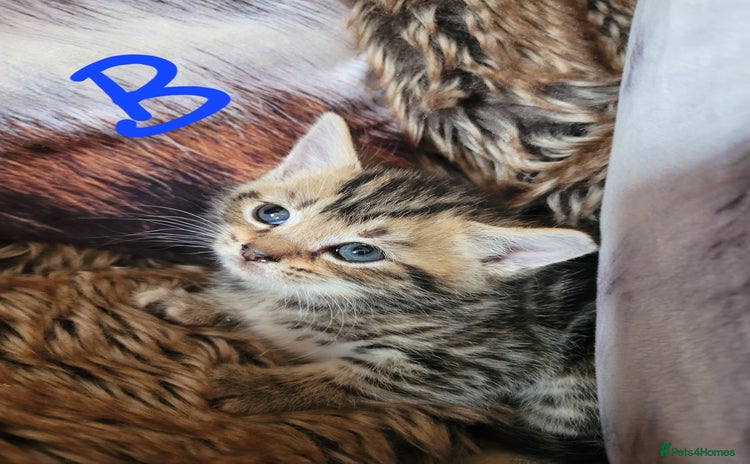 British Shorthair cats - Advert 7