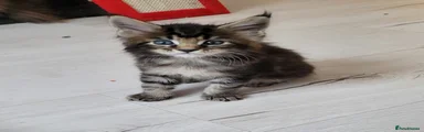 Maine Coon Kitten 3