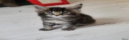 Maine Coon cats for sale: Tica registered maine coon kittens  - Advert 14