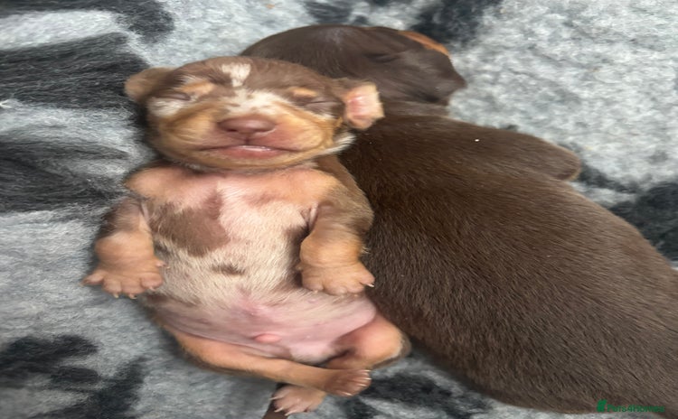 Miniature Dachshund dogs - Advert 8