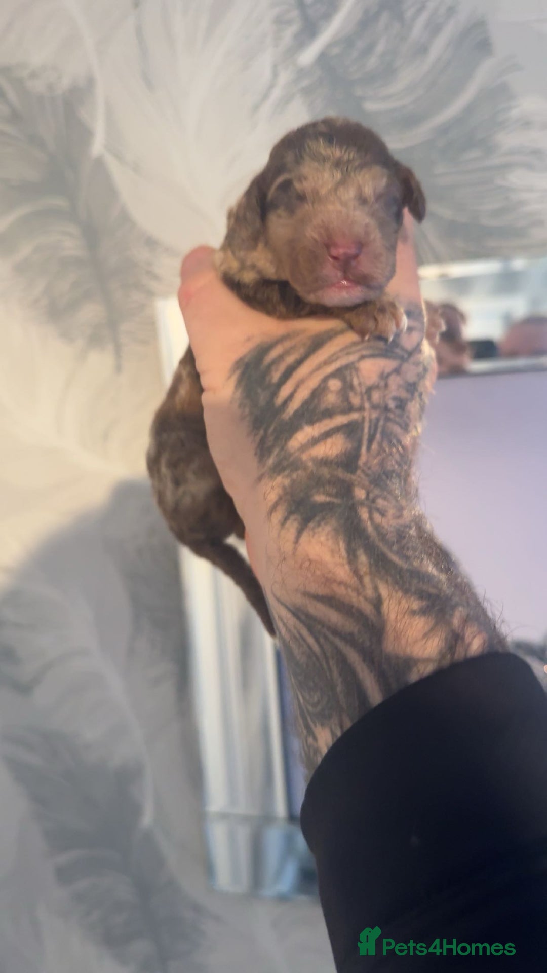 Cockapoo dogs for sale: Stunning F1b Merle cockapoos  - Advert 11