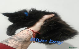 Mixed Breed cats for sale: Beautyfull fluffy kittens ragcoon - tuxedo cross  - Image 23