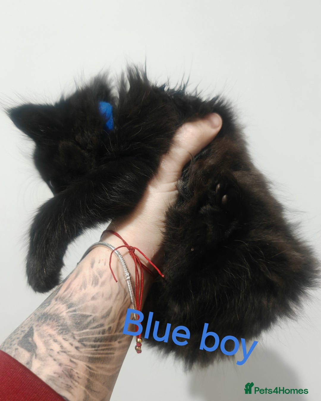 Mixed Breed cats for sale: Beautyfull fluffy kittens ragcoon - tuxedo cross  - Image 23