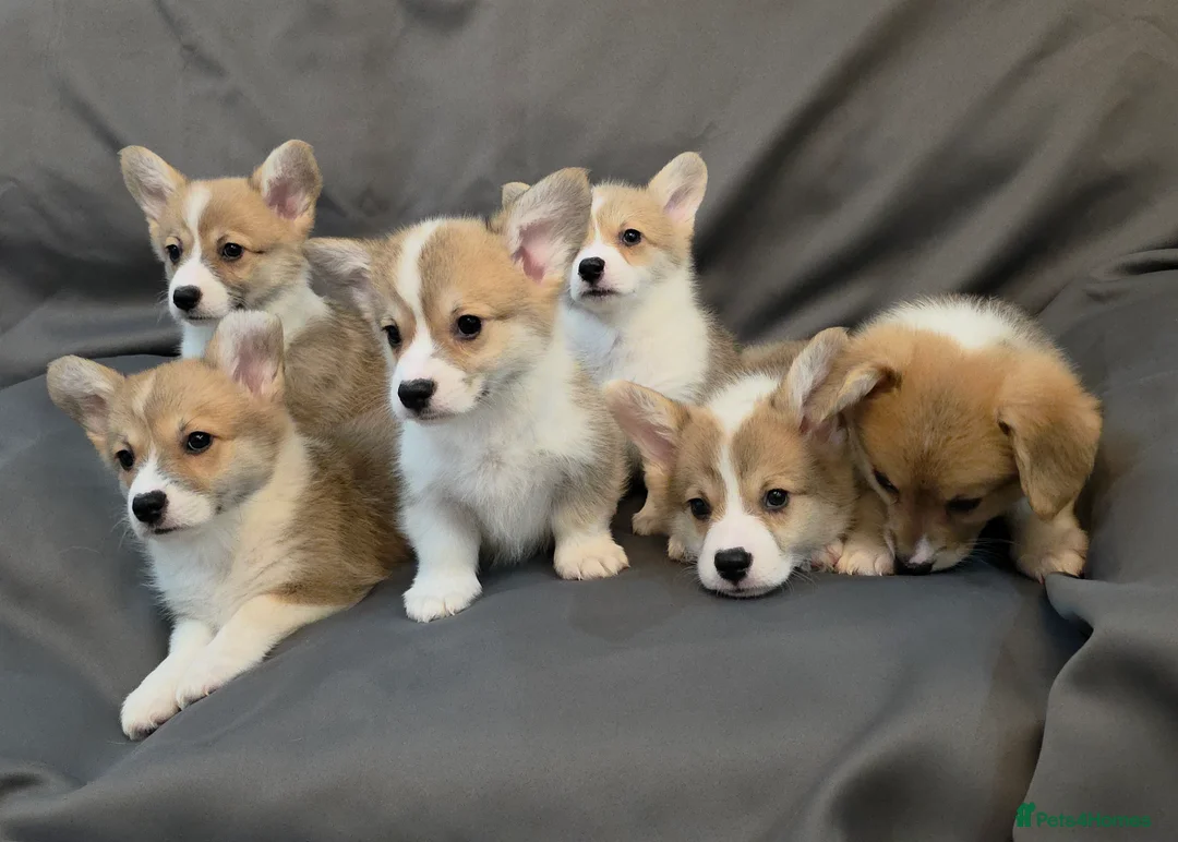 Welsh Corgi Pembroke dogs for sale: 33rd Generation KC Mixed Tail Pembroke Corgi Pups - Advert 12