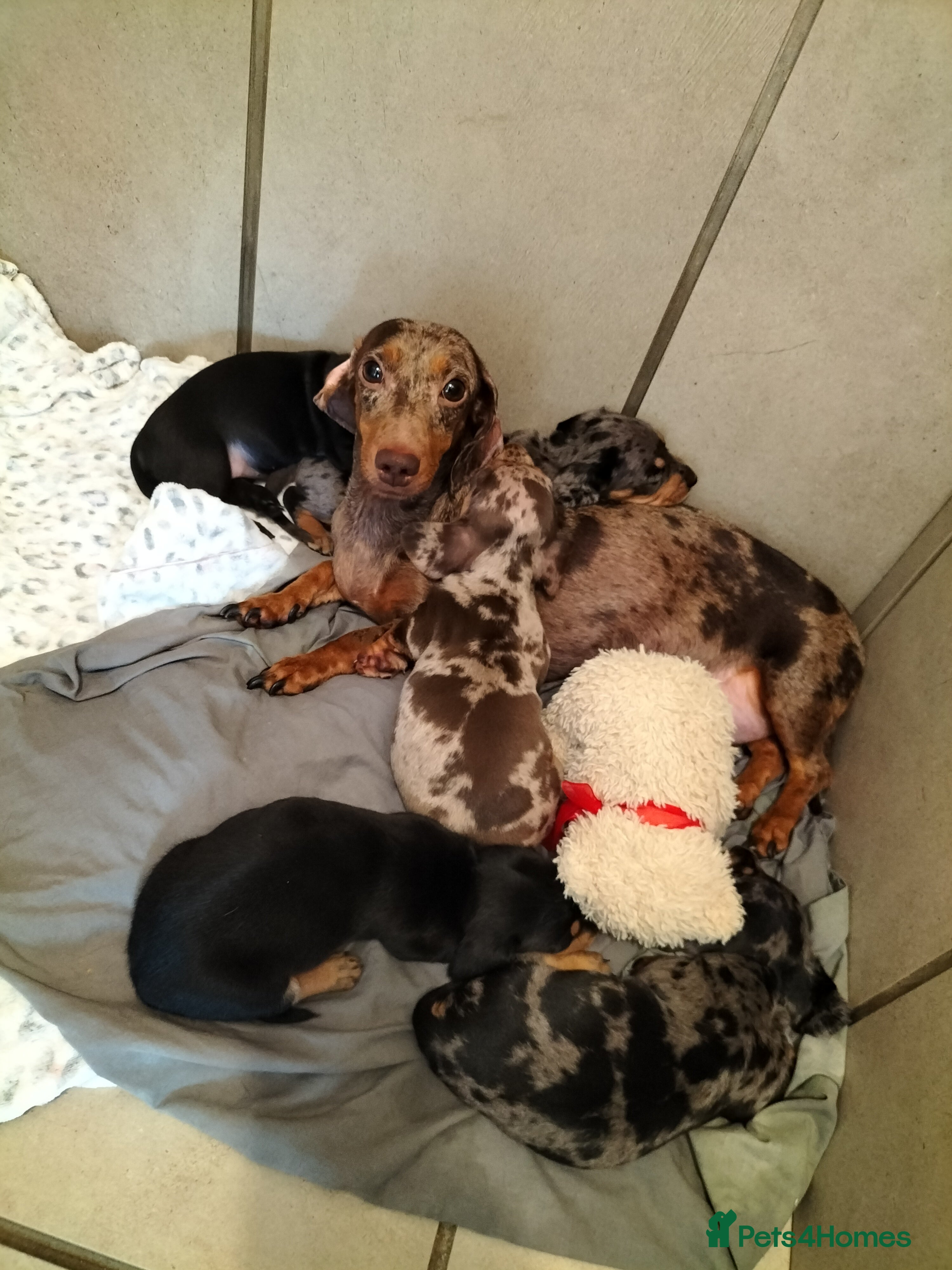 Miniature Dachshund dogs for sale: Beautiful miniature dachshunds 😊 - Advert 1