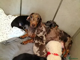 Miniature Dachshund dogs Beautiful miniature dachshunds 😊 - Advert 18