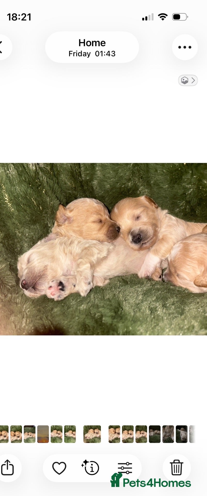 Maltipoo dogs Tiny miracle maltipoo  - Advert 14