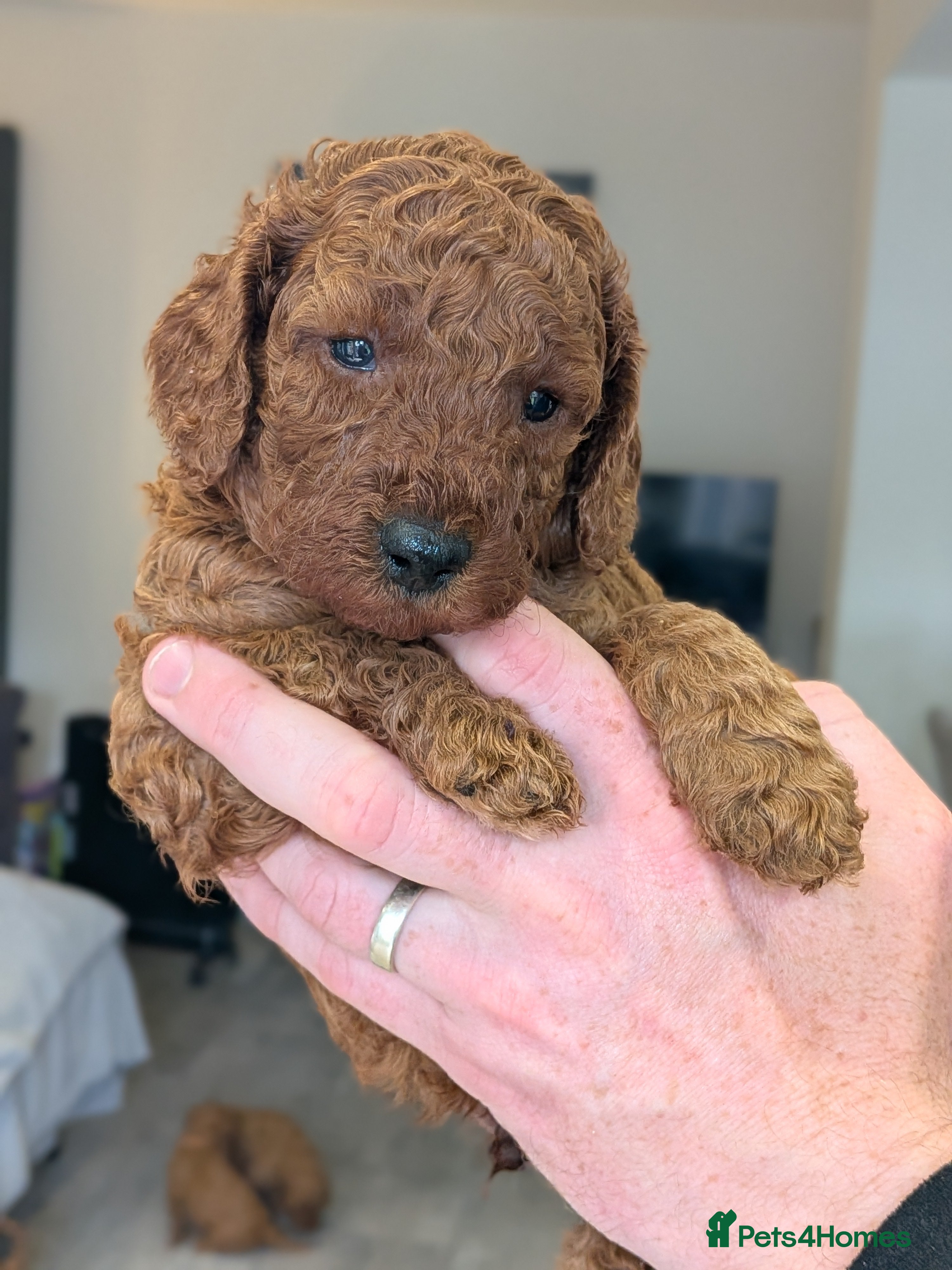 Cavapoo dogs Cavapoo Beauties Born to Steal Hearts - Advert 8