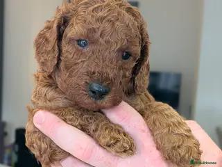 Cavapoo dogs Cavapoo Beauties Born to Steal Hearts - Advert 8