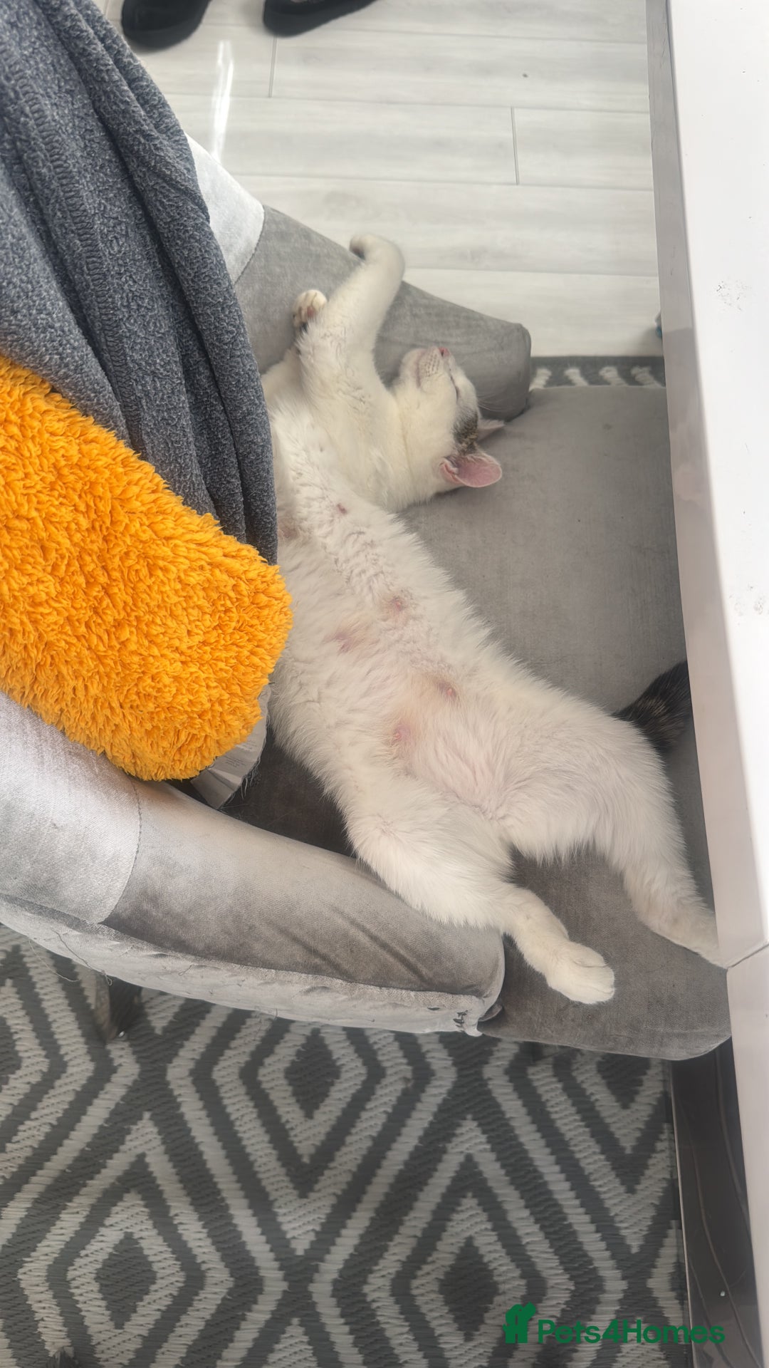 Domestic Shorthair cats for sale: Snow White sisters ❄️🥰 - Image 14