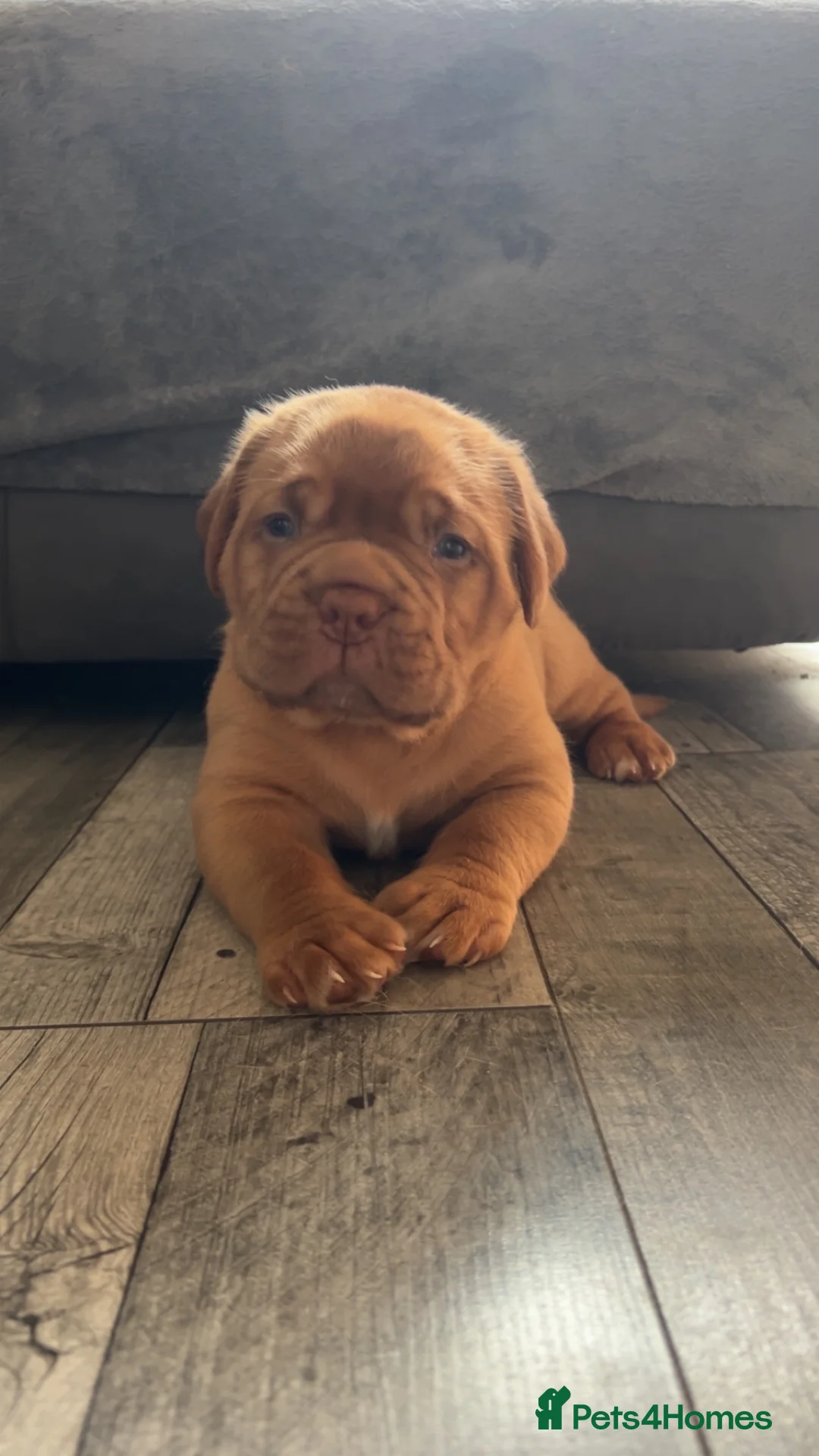 Dogue De Bordeaux dogs for stud: Proven KC Reg Dogue De Bordeaux in Newcastle upon Tyne - Advert 8
