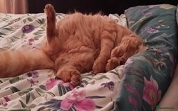 Mixed Breed cats for sale: Maine coon X ragdoll X English short haired  - Advert 14