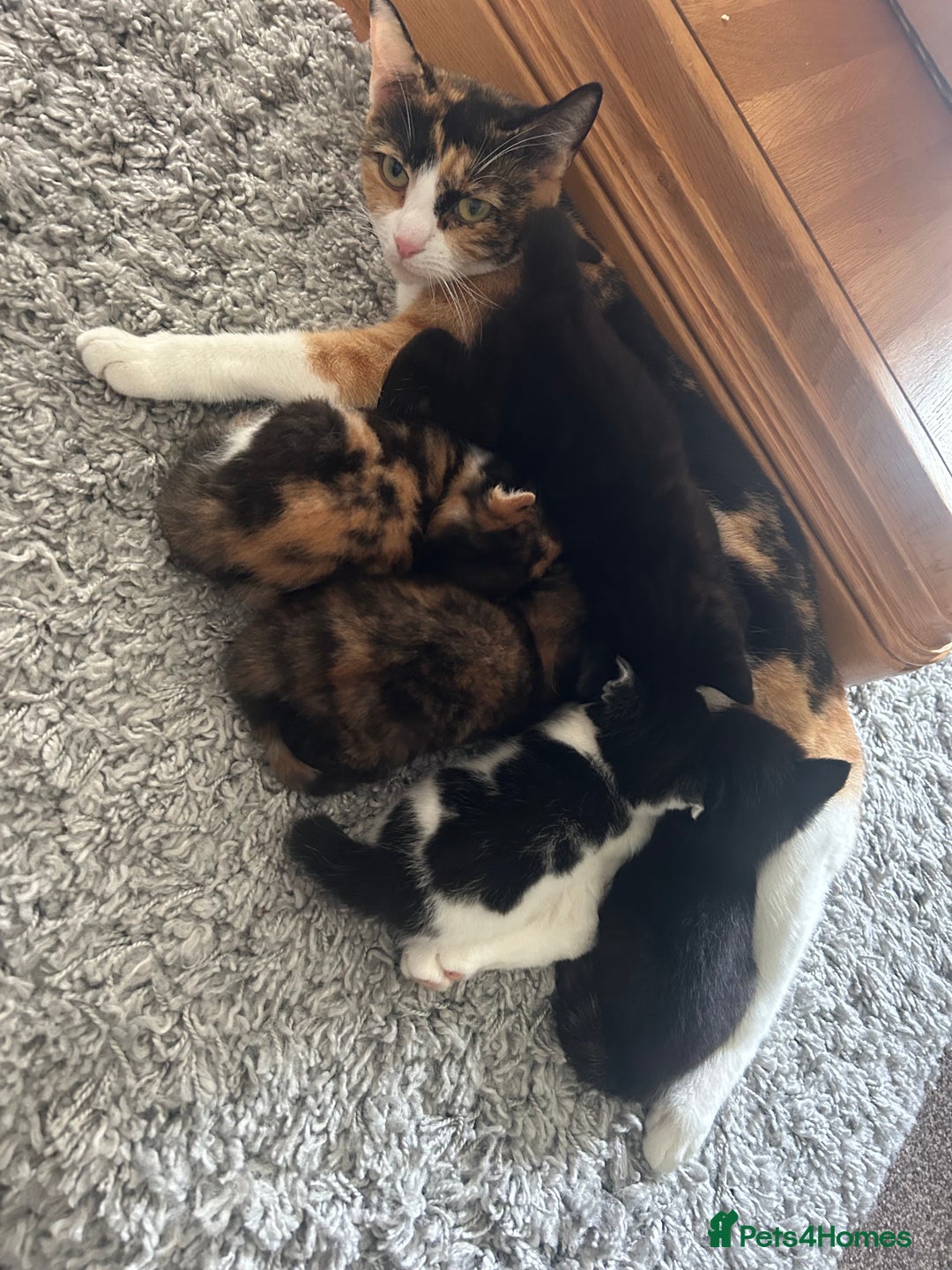 British Shorthair cats for sale: Gorgeous kittens - Image 1