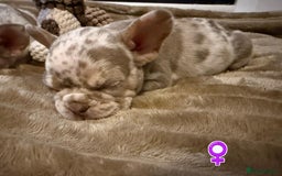 French Bulldog dogs for sale: Rojo and Isabella Merle Pups - Image 9