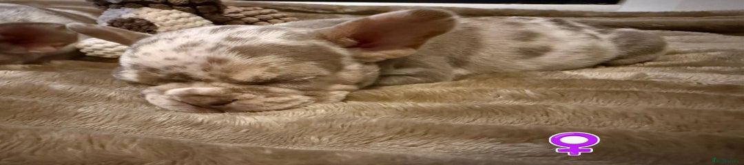 French Bulldog Puppy 1