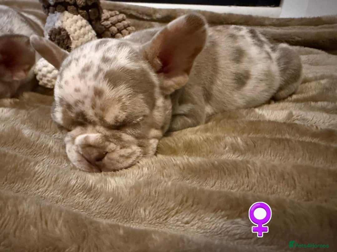 French Bulldog dogs for sale: Rojo and Isabella Merle Pups - Image 9