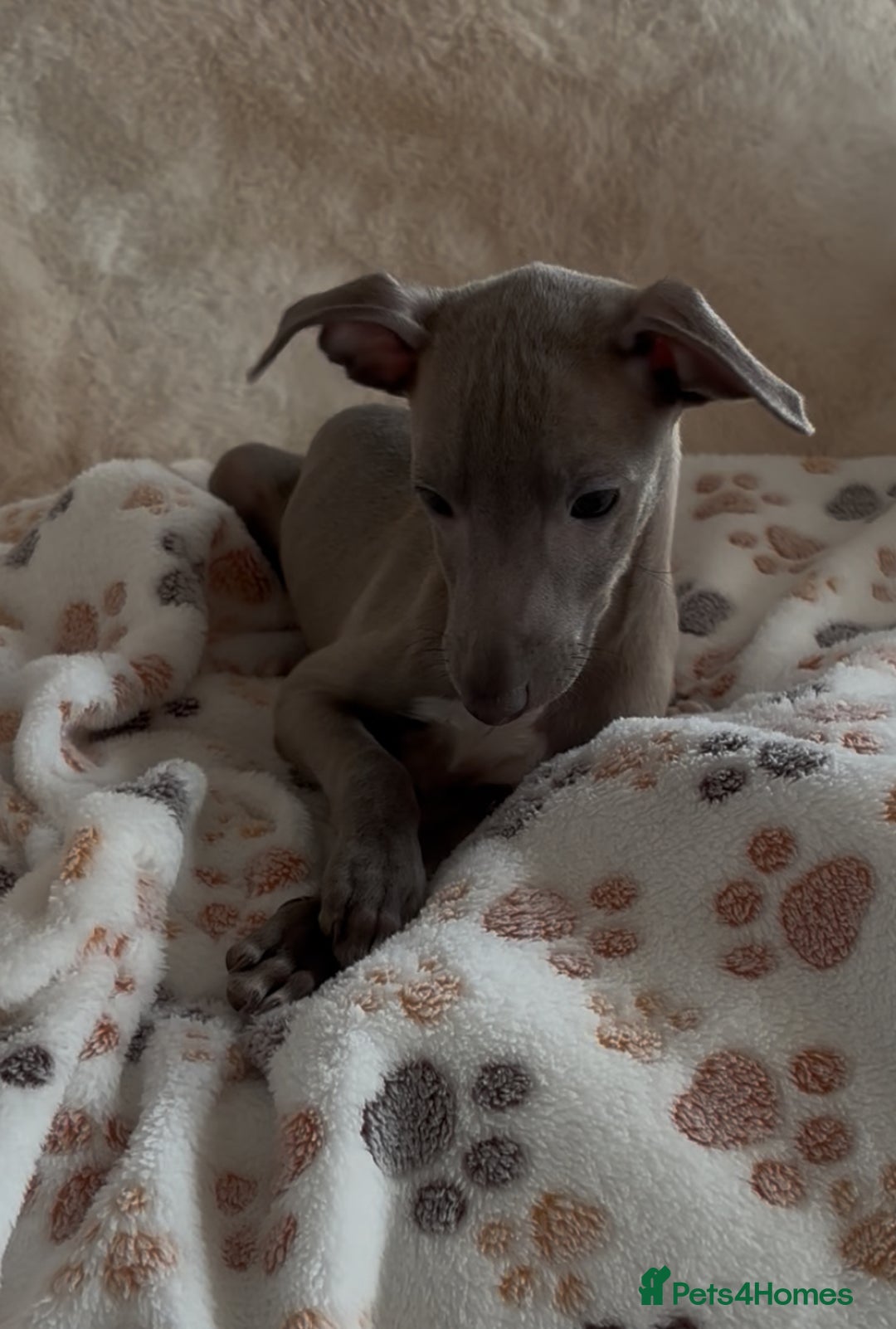 Italian Greyhound dogs for sale: 2 beautiful cream and blue boys - Advert 6