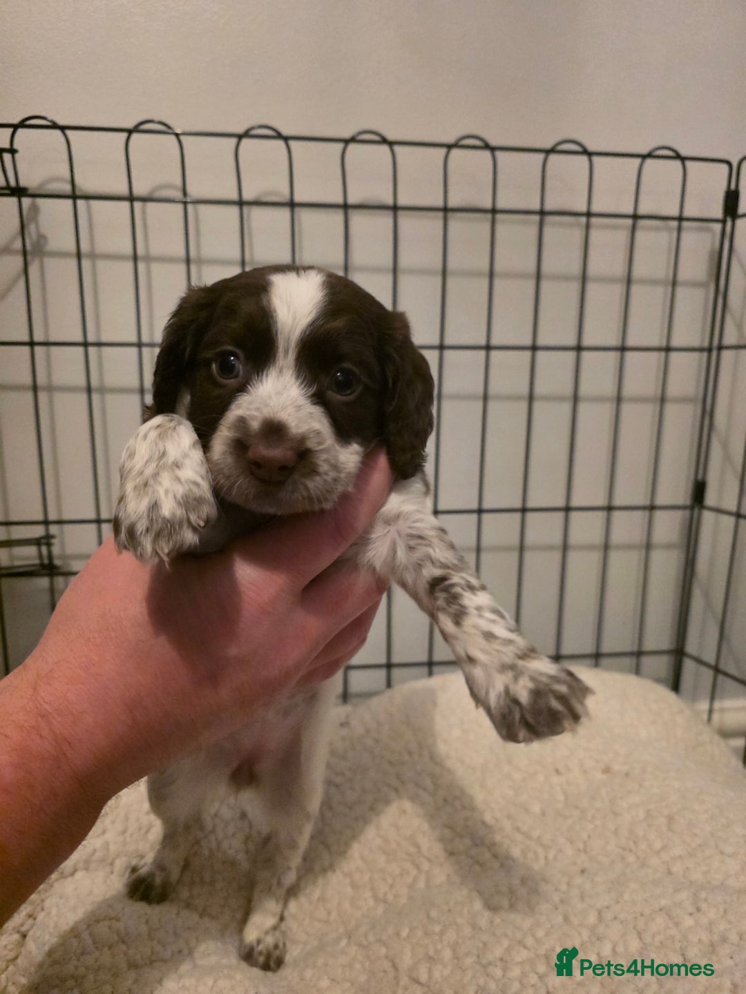 Cocker Spaniel dogs for sale: 6 cocker spaniel puppies  - Advert 15