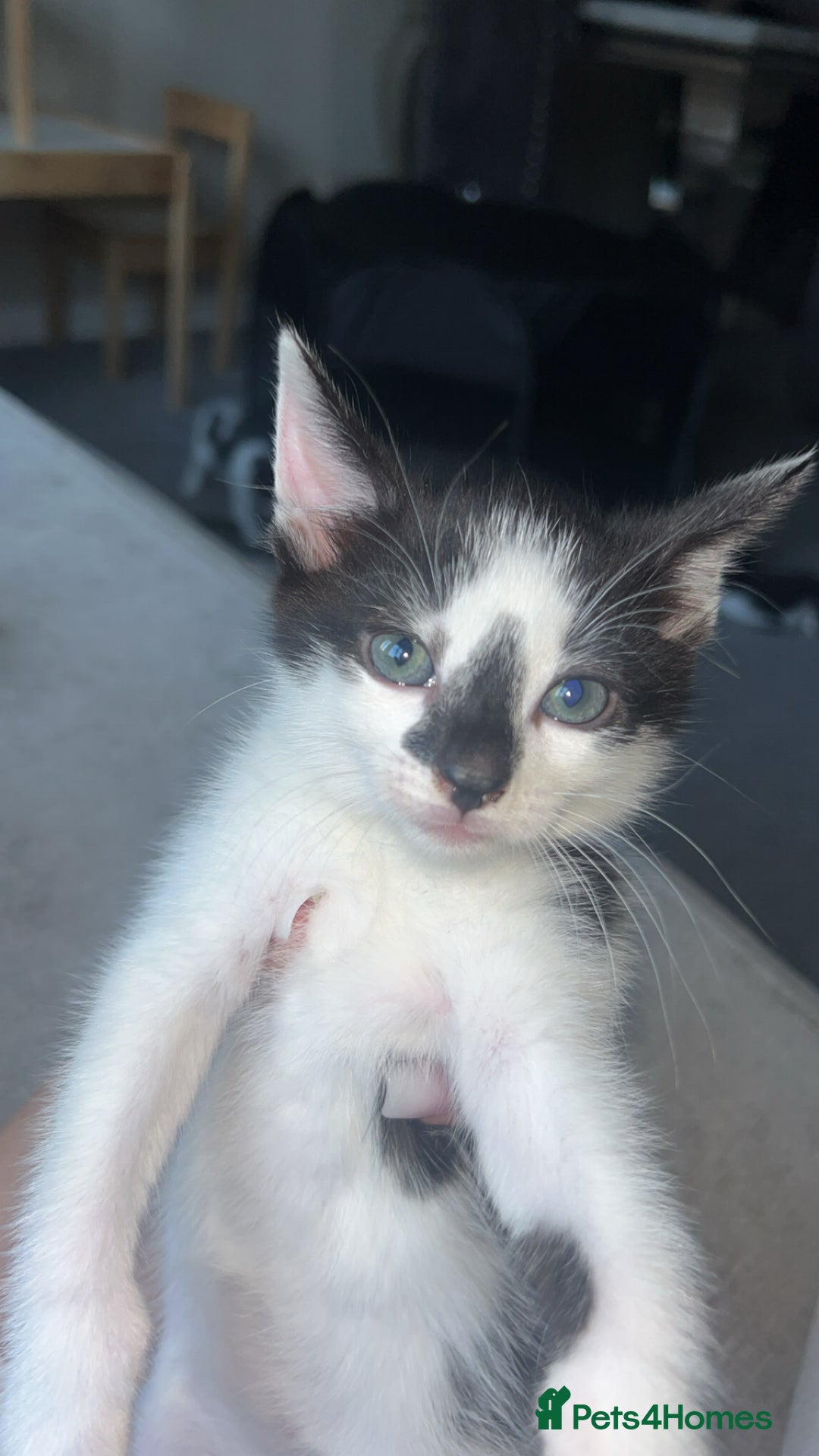 Brazilian Shorthair cats for sale: Beautiful kittens  - Image 4