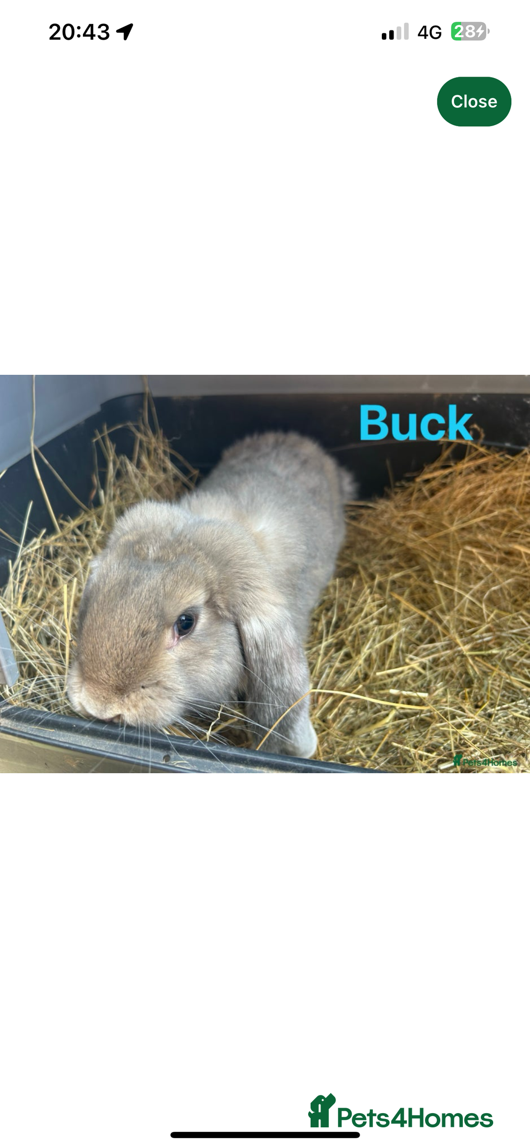 French Lop rabbits for sale: French Lop Bucks and Does READY NOW!! - Image 9