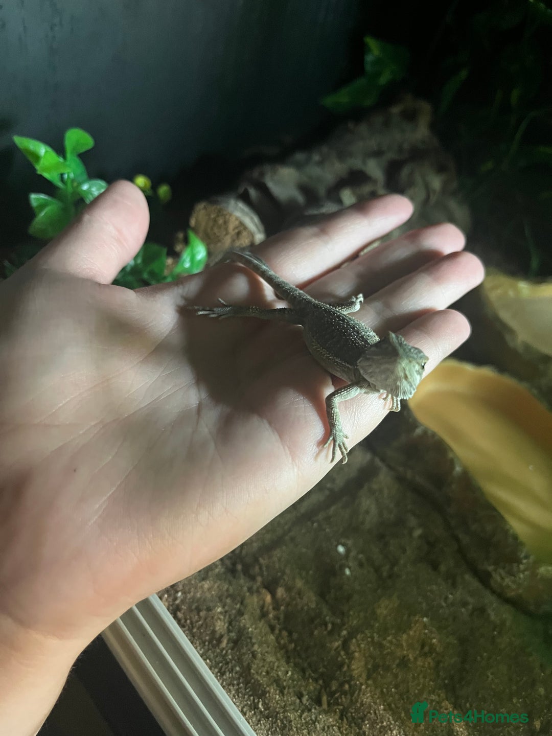 Bearded Dragon reptiles for sale: Bearded dragon and full set up - Advert 3