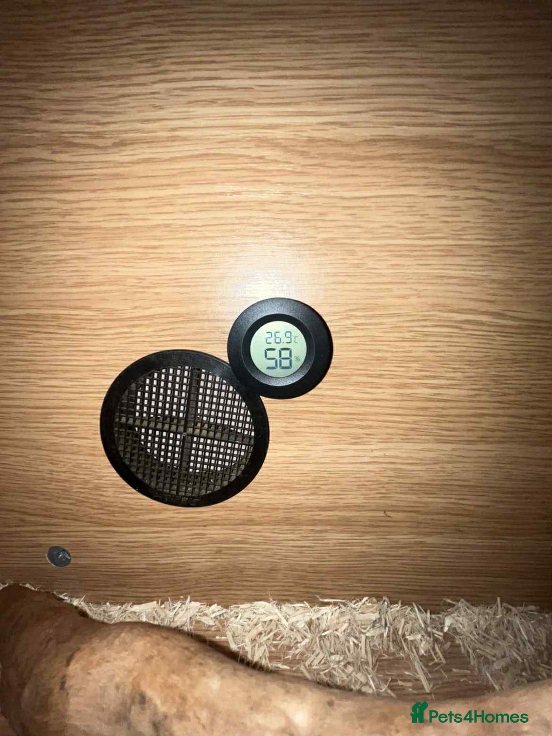 Corn Snake reptiles for sale: Corn snake and viv - Advert 7