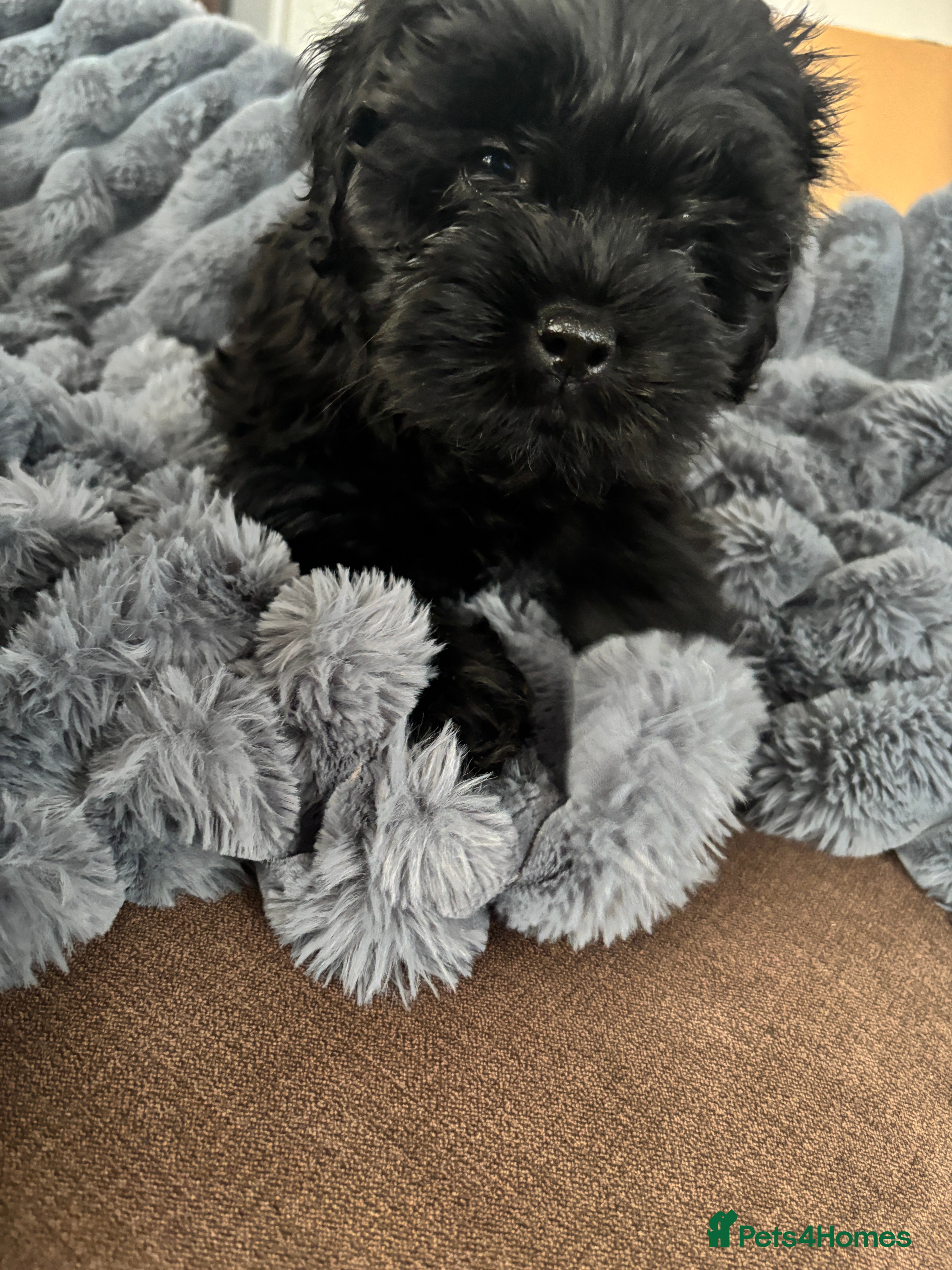 Mixed Breed dogs Sproodle Lhasa Apso Puppies Ready to take home - Advert 2