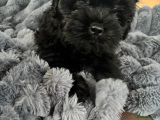 Mixed Breed dogs Sproodle Lhasa Apso Puppies Ready to take home - Advert 1