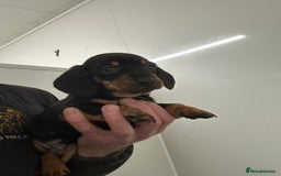 Miniature Dachshund dogs for sale: Miniature dachshunds ready for loving homes  - Advert 4