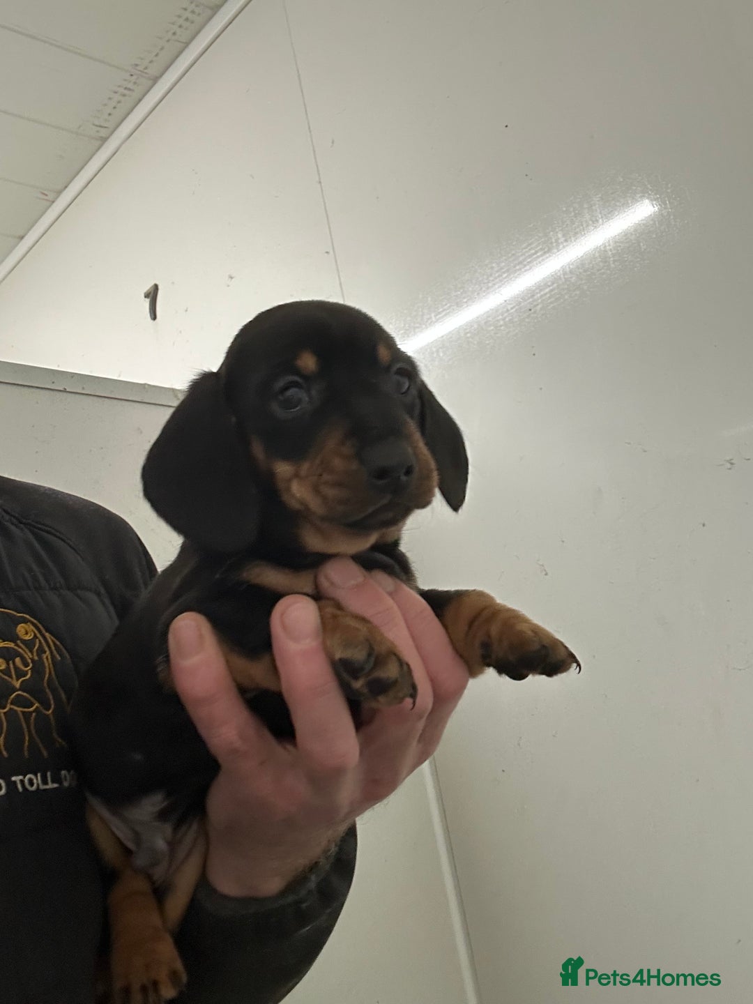 Miniature Dachshund dogs for sale: Miniature dachshunds ready for loving homes  - Advert 4