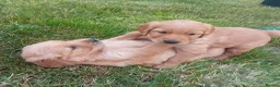 Golden Retriever dogs for sale: KC Reg Health Tested Dark Golden Retriever Puppies - Advert 12
