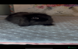 Mini Lion Lop rabbits for sale: New litter mini lion lop rabbits - Image 1