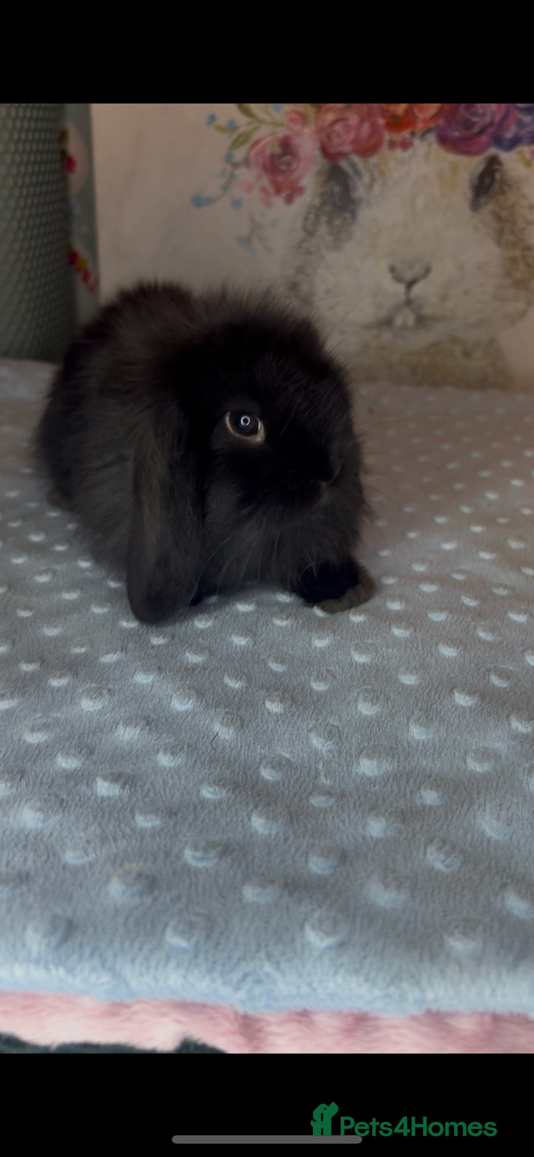 Mini Lion Lop rabbits for sale: New litter mini lion lop rabbits - Image 1
