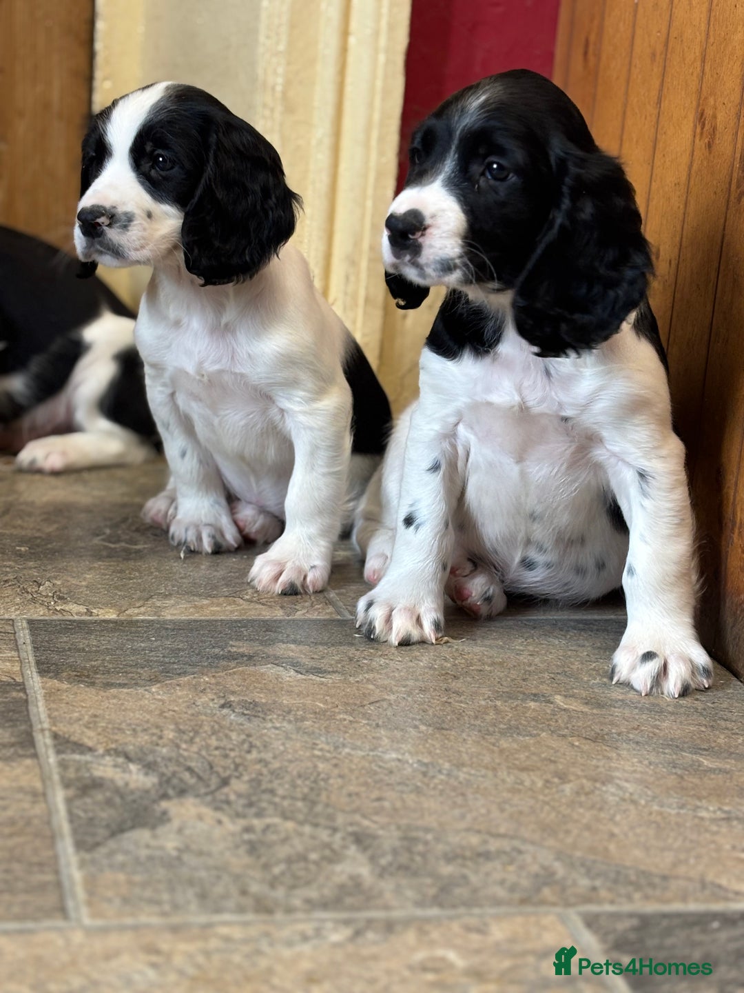 English Springer Spaniel dogs for sale: Stunning DNA Clear KC Springer Spaniel Puppies  - Image 13
