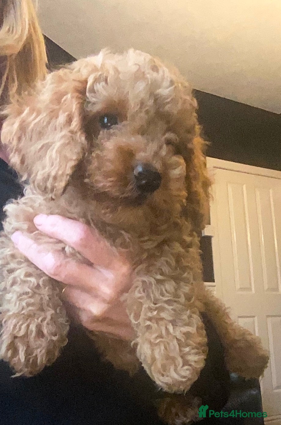 Cockapoo dogs Gorgeous Cockapoo puppies - Advert 1