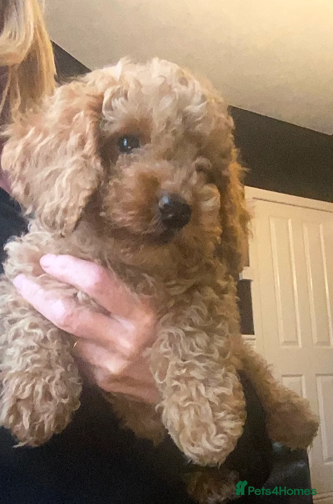 Cockapoo dogs for sale: Gorgeous Cockapoo puppies - Advert 1