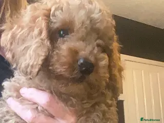 Cockapoo dogs Gorgeous Cockapoo puppies - Advert 1