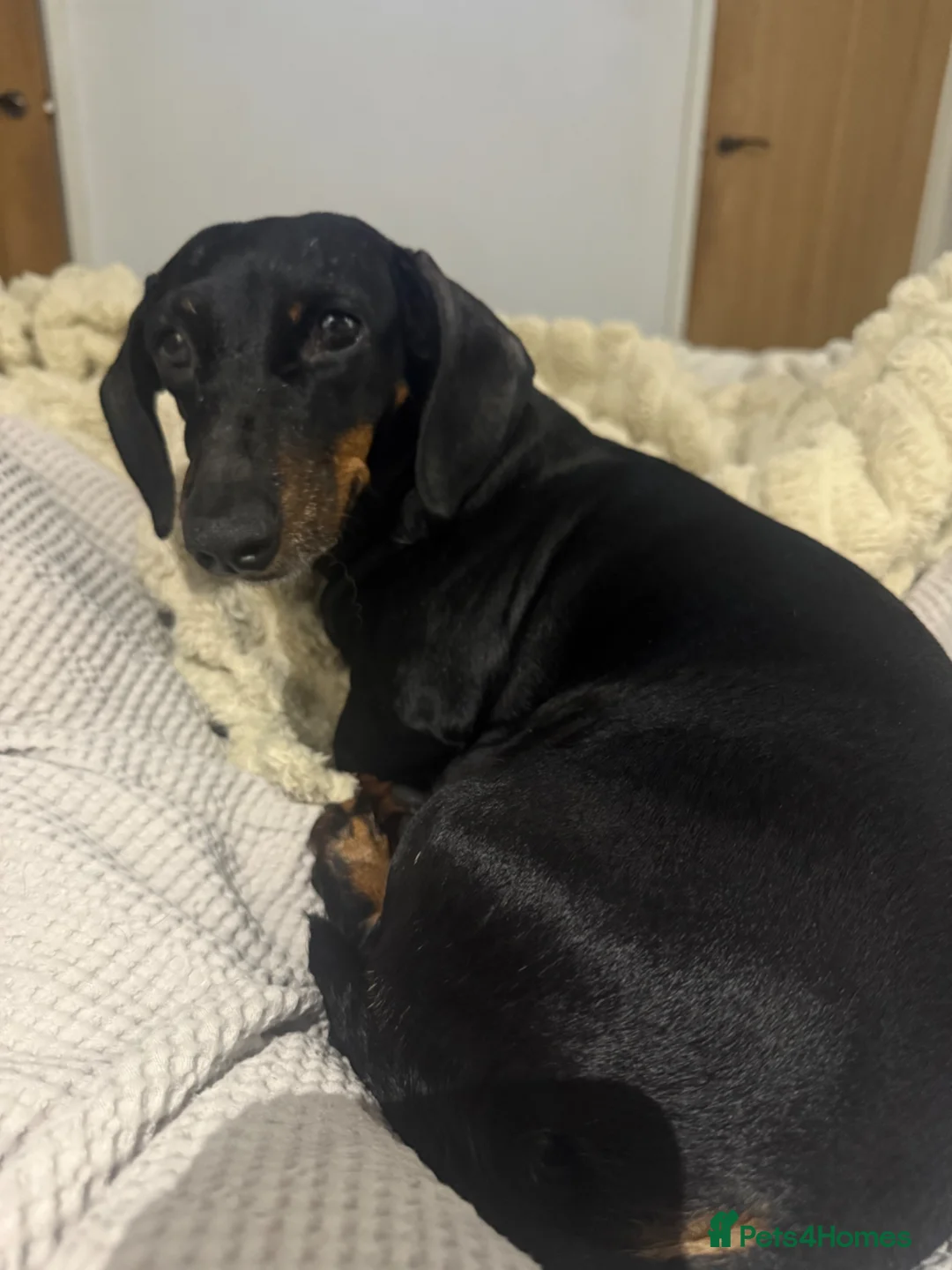 Mixed Breed dogs for sale: Dameranians  - Advert 7