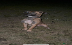 Mixed Breed dogs for sale: Belgian Malinois x lurcher  - Image 3