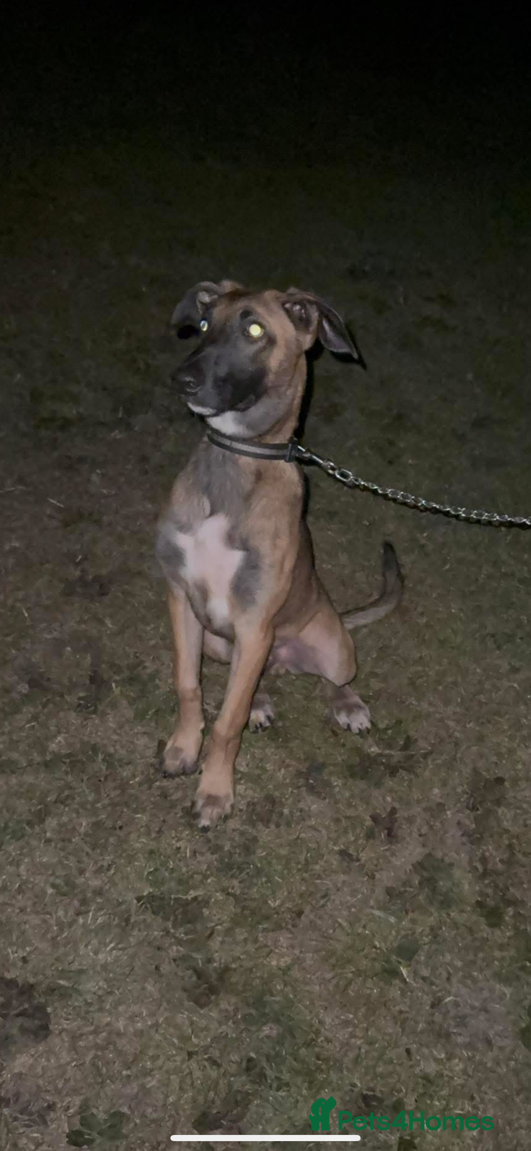 Mixed Breed dogs for sale: Belgian Malinois x lurcher  - Image 3