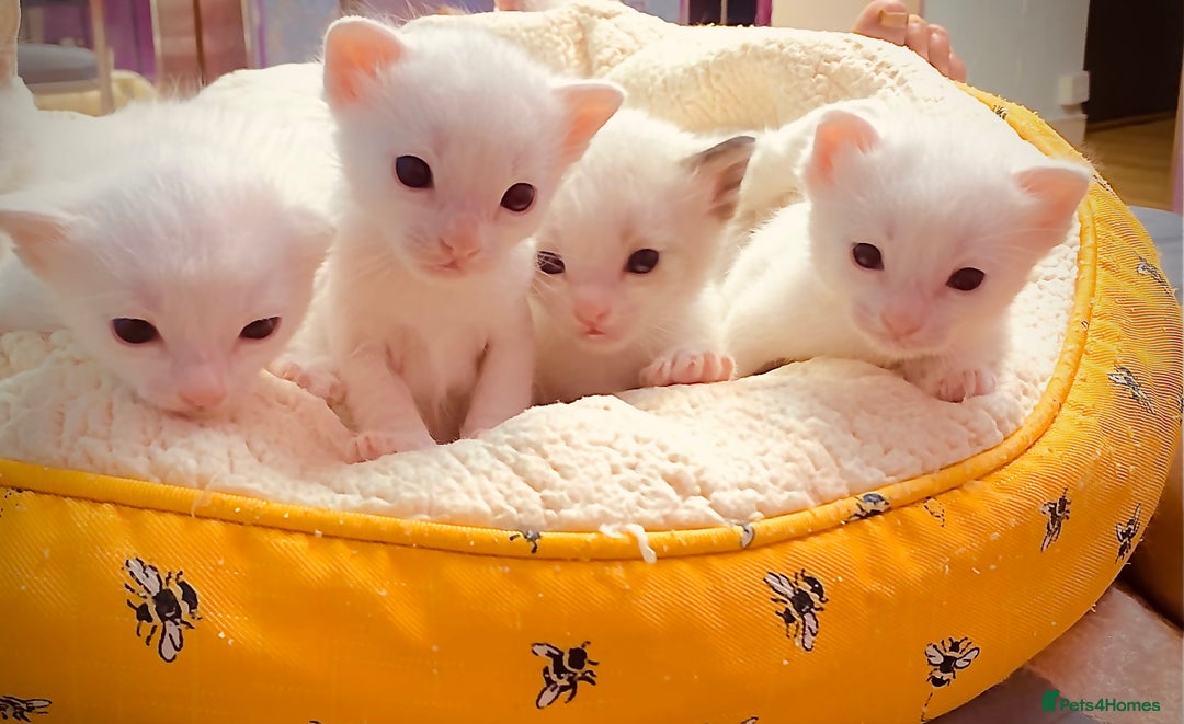 Ragdoll cats for sale: Beautiful Ragdol - Image 14