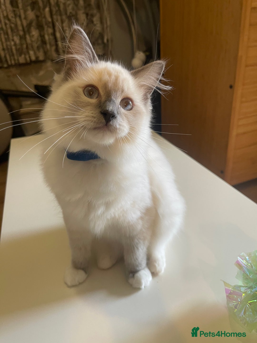 Ragdoll cats for sale: Ragdoll kittens ready now  !💞  - Image 24