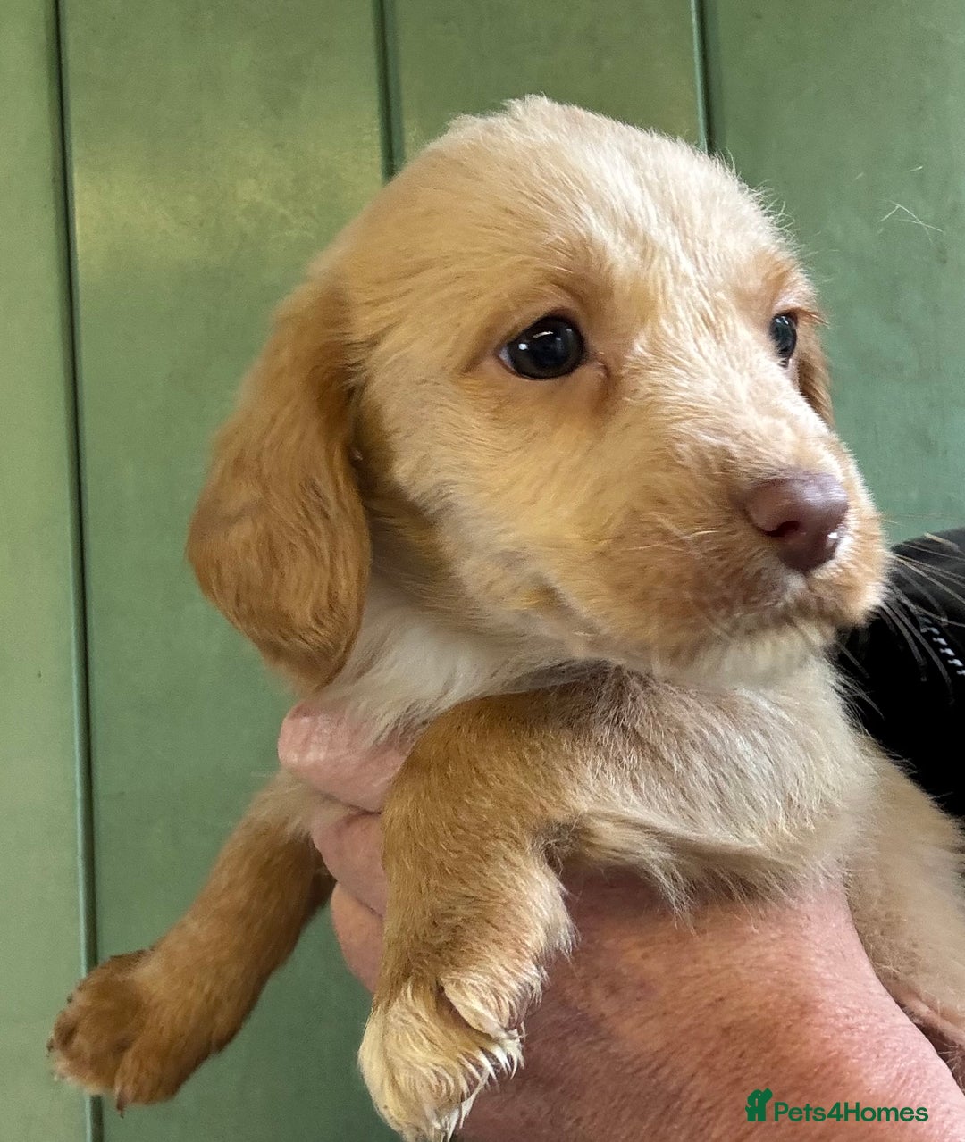 Australian Labradoodle dogs for sale: Stunning Multigen Mini Australian Labradoodle mix. - Image 6