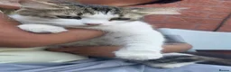 Domestic Shorthair cats for sale: 8‑Week Domestic Shorthair Kittens,Mum Can Be Seen  - Advert 9